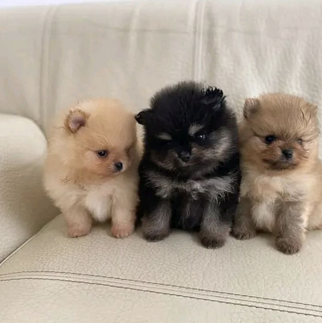 Wunderschöne Zweispitz Pommersche Welpen …..WhatsApp ‪+49 15510 289246‬