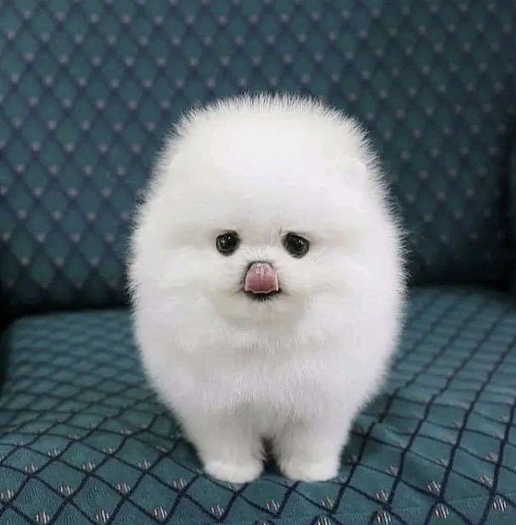 Wunderschöne Zweispitz Pommersche Welpen WhatsApp ‪+49 15510 289246‬