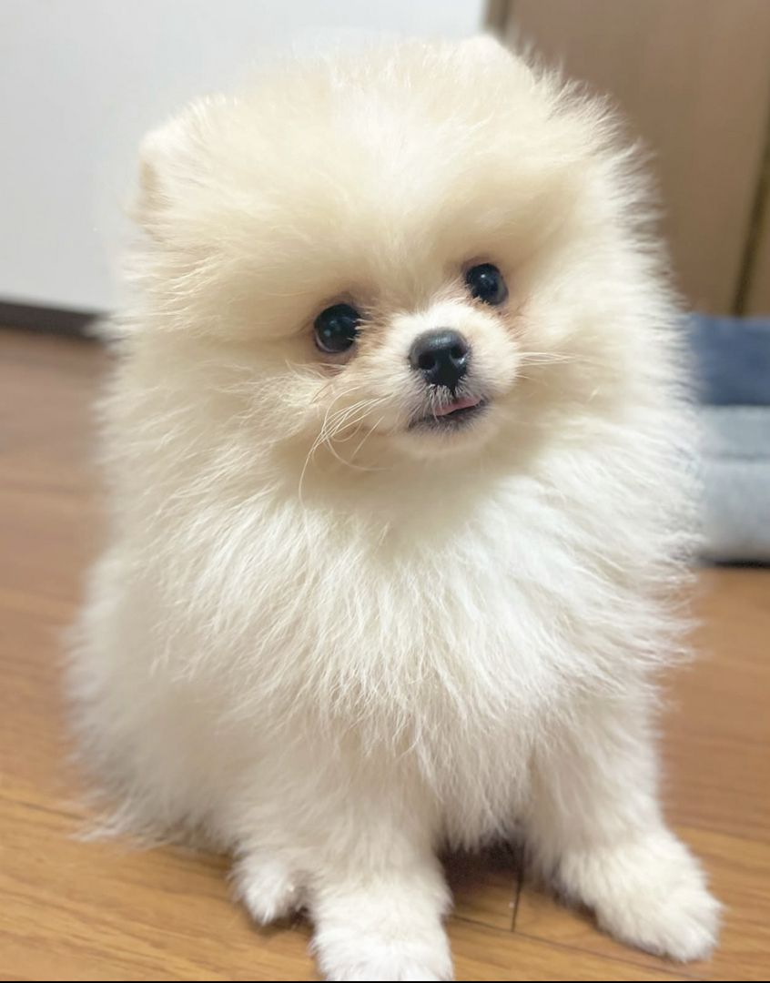 Zweispitz Pommersche Welpen zu verkaufen ‪ WhatsApp ‪+49 15510 289246‬