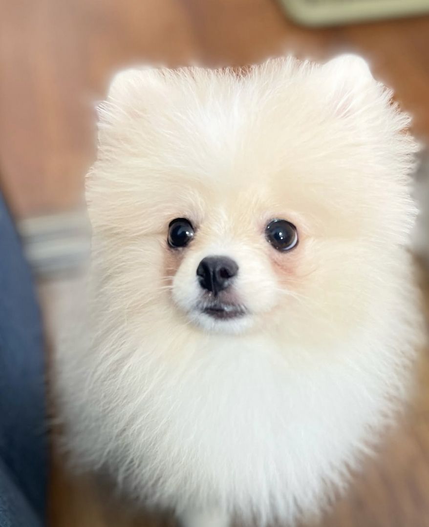 Zweispitz Pommersche Welpen zu verkaufen ‪ WhatsApp ‪+49 15510 289246‬