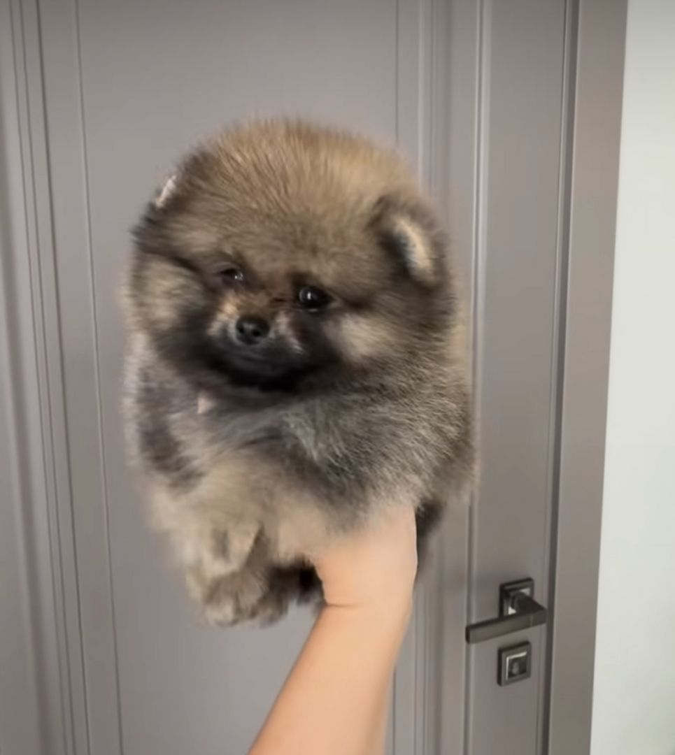 Zweispitz Pommersche Welpen WhatsApp +49 15510 289246‬