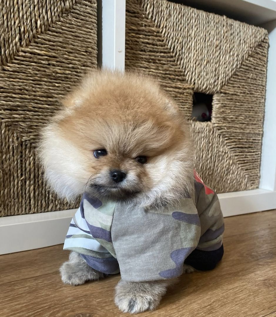 Zweispitz Pommersche Welpen WhatsApp +49 15510 289246‬