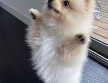 Süße 🥰 Zweispitz Pommersche Welpen