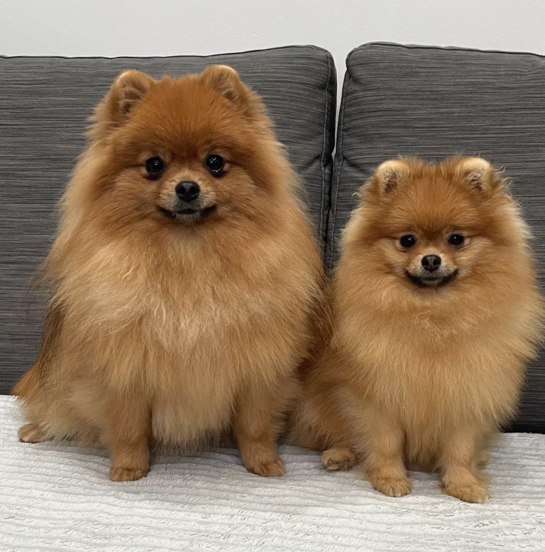 Süße 🥰 Zweispitz Pommersche Welpen