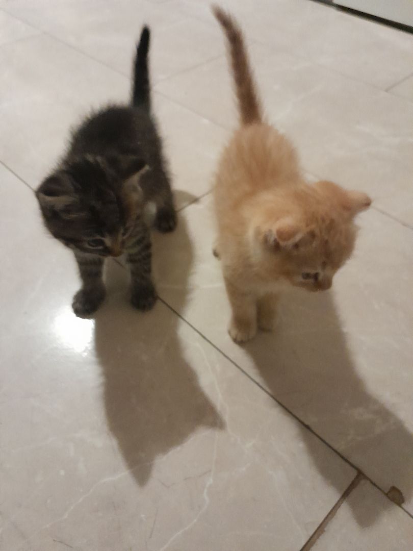 Katzenbabys zu verkaufen Katzenbabys zu verkaufen