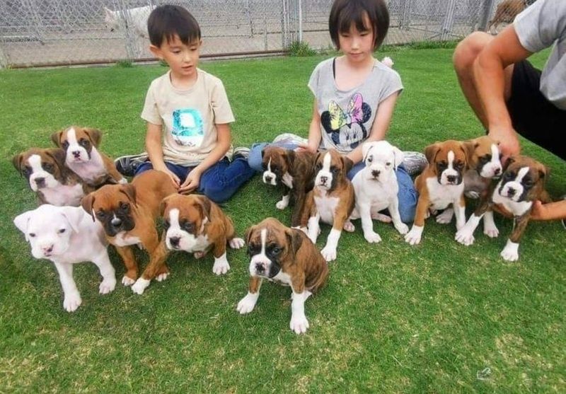 Gesunde Boxerwelpen zu verkaufen.