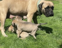 Entzückende Bullmastiff-Welpen zu verkaufen.