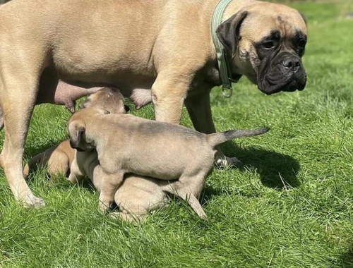 Entzückende Bullmastiff-Welpen zu verkaufen.