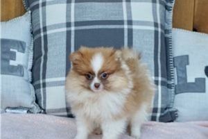 Pommersche Welpen verfügbar