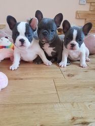 Französische Bulldoggenwelpen