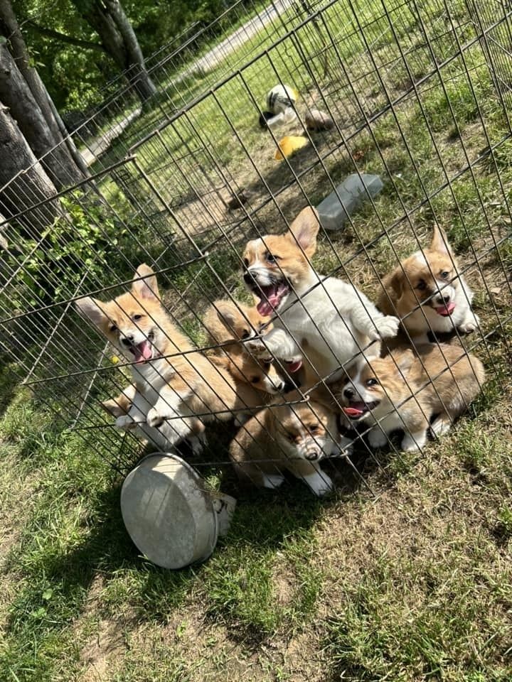 Süße Corgi-Welpen zu verkaufen. Süße Corgi-Welpen zu verkaufen.
