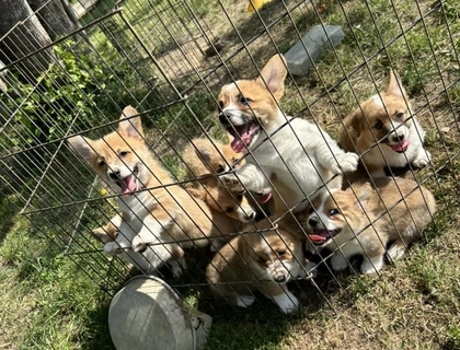 Süße Corgi-Welpen zu verkaufen.