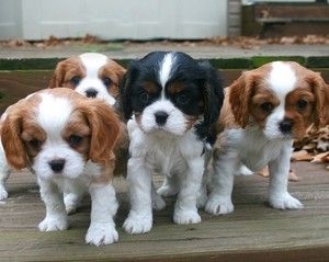 Cavalier King Charles Spaniel Welpen mit Stammbaum Cavalier King Charles Spaniel Welpen mit Stammbaum