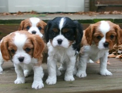 Cavalier King Charles Spaniel Welpen mit Stammbaum