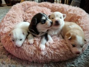 Pomsky-Welpen für ein neues Zuhause