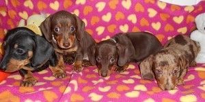 Dackelwelpen
