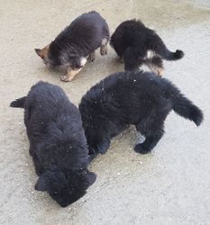 Deutsche Schäferhundwelpen