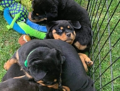 Süße Rottweiler-Welpen zu verkaufen.