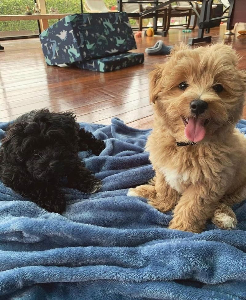 Tommy (männlich) Doodle-Welpe ist bereit zu gehen! WEIHNACHTSGESCHENK!