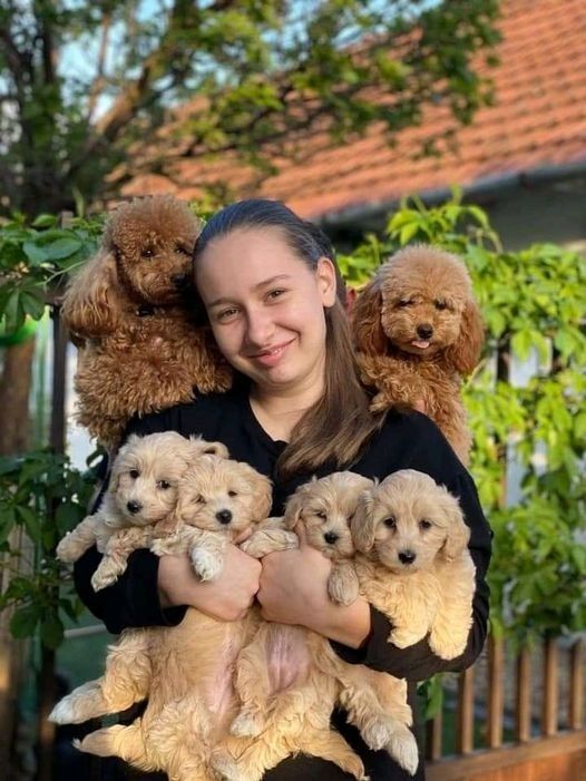 Maltipoo-Welpen sind bereit zum Abholen