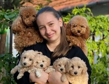 Maltipoo-Welpen sind bereit zum Abholen