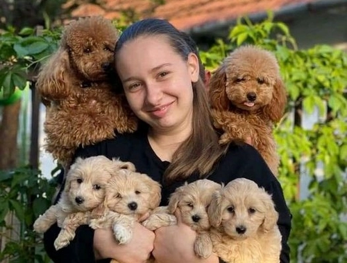 Maltipoo-Welpen sind bereit zum Abholen