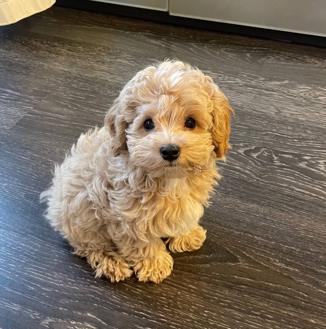 Zu verkaufen: Maltipoo Roger!