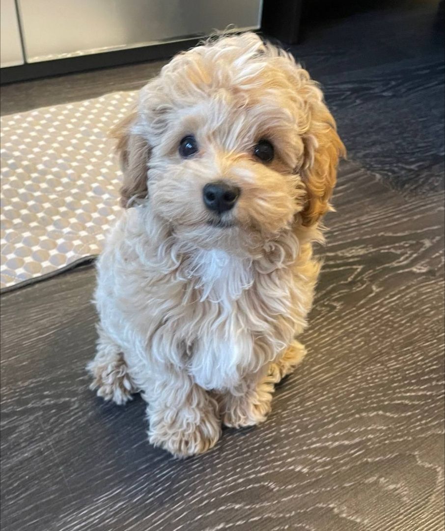 Zu verkaufen: Maltipoo Roger!