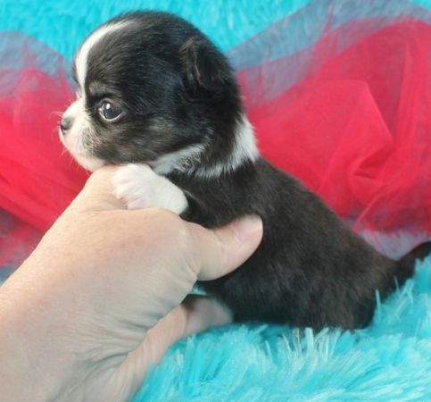 Chihuahua-Welpen zu verkaufen