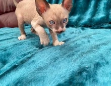 Schöne Cornish-Rex-Kätzchen