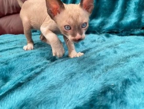 Schöne Cornish-Rex-Kätzchen