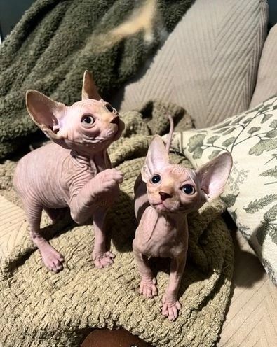 Sphynx Kätzchen