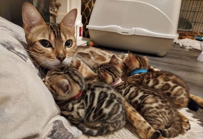 Bengal Kätzchen Bengal Kätzchen