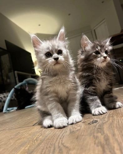 Maine Coon Kätzchen Maine Coon Kätzchen