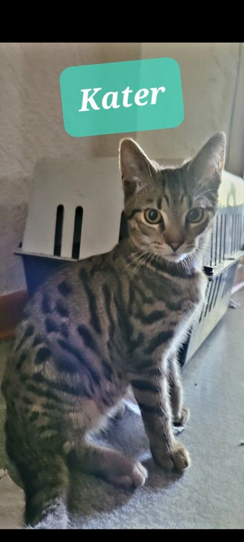 Nette Jungkatzen, kastriert