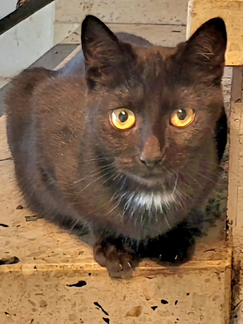 Nette Jungkatzen, kastriert