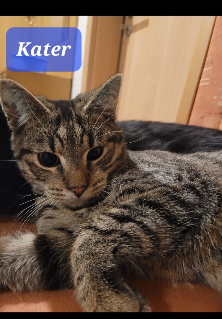 Nette Jungkatzen, kastriert