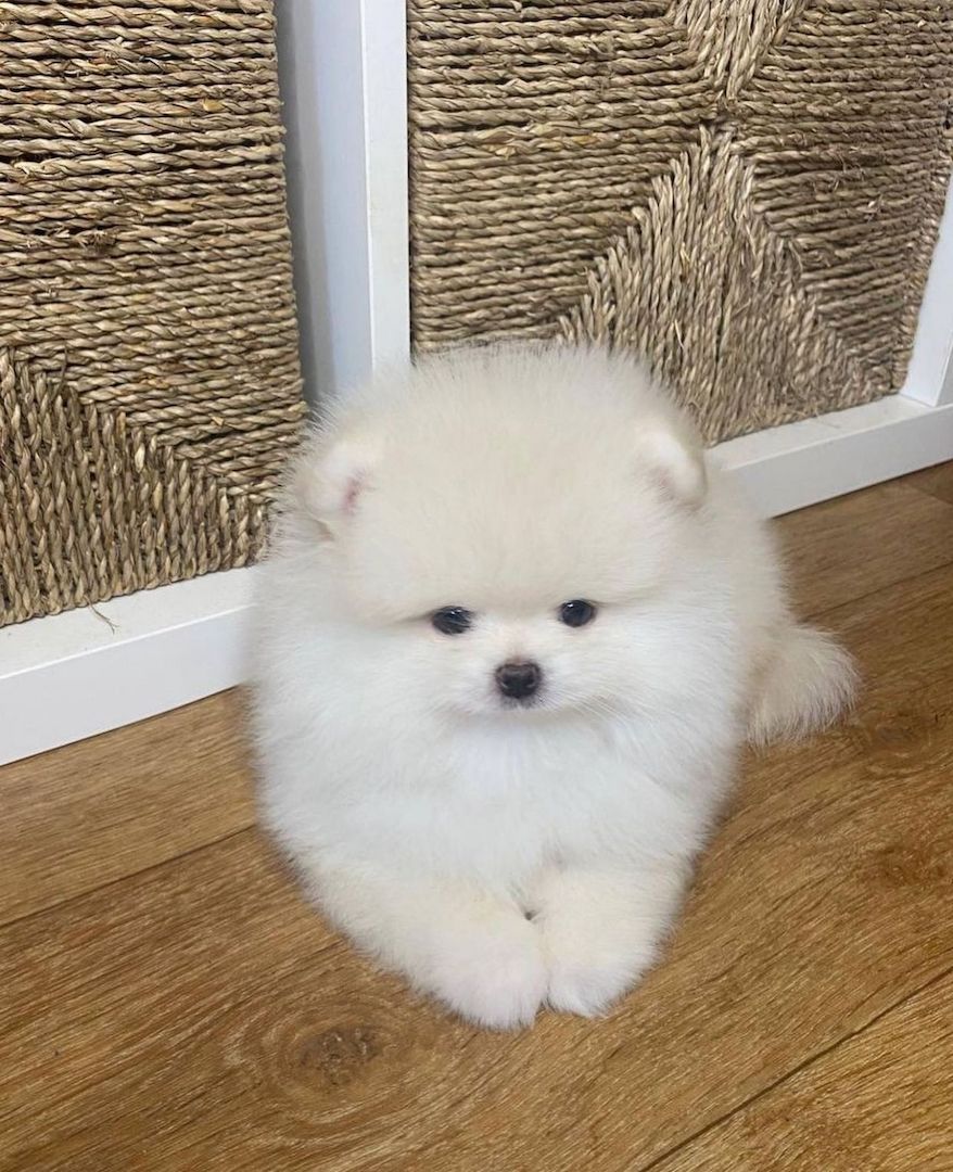 Zuckersüße Pomeranian Welpen suchen liebevolles Zuhause!