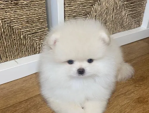 Zuckersüße Pomeranian Welpen suchen liebevolles Zuhause!