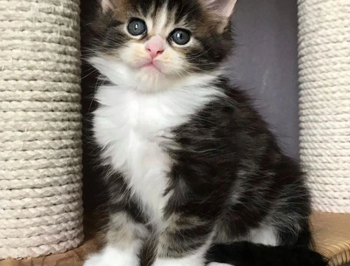 Maine Coon Kätzchen