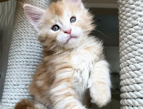 Maine Coon Kätzchen