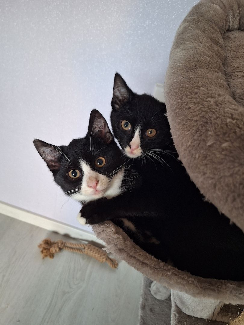 Katzenbabys zu verkaufen