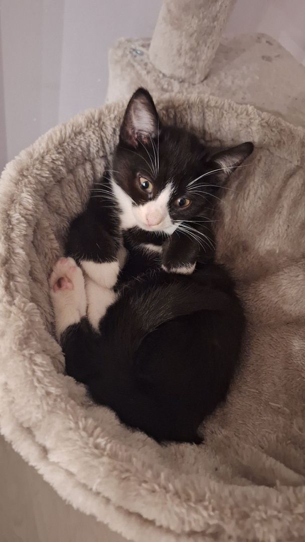 Katzenbabys zu verkaufen