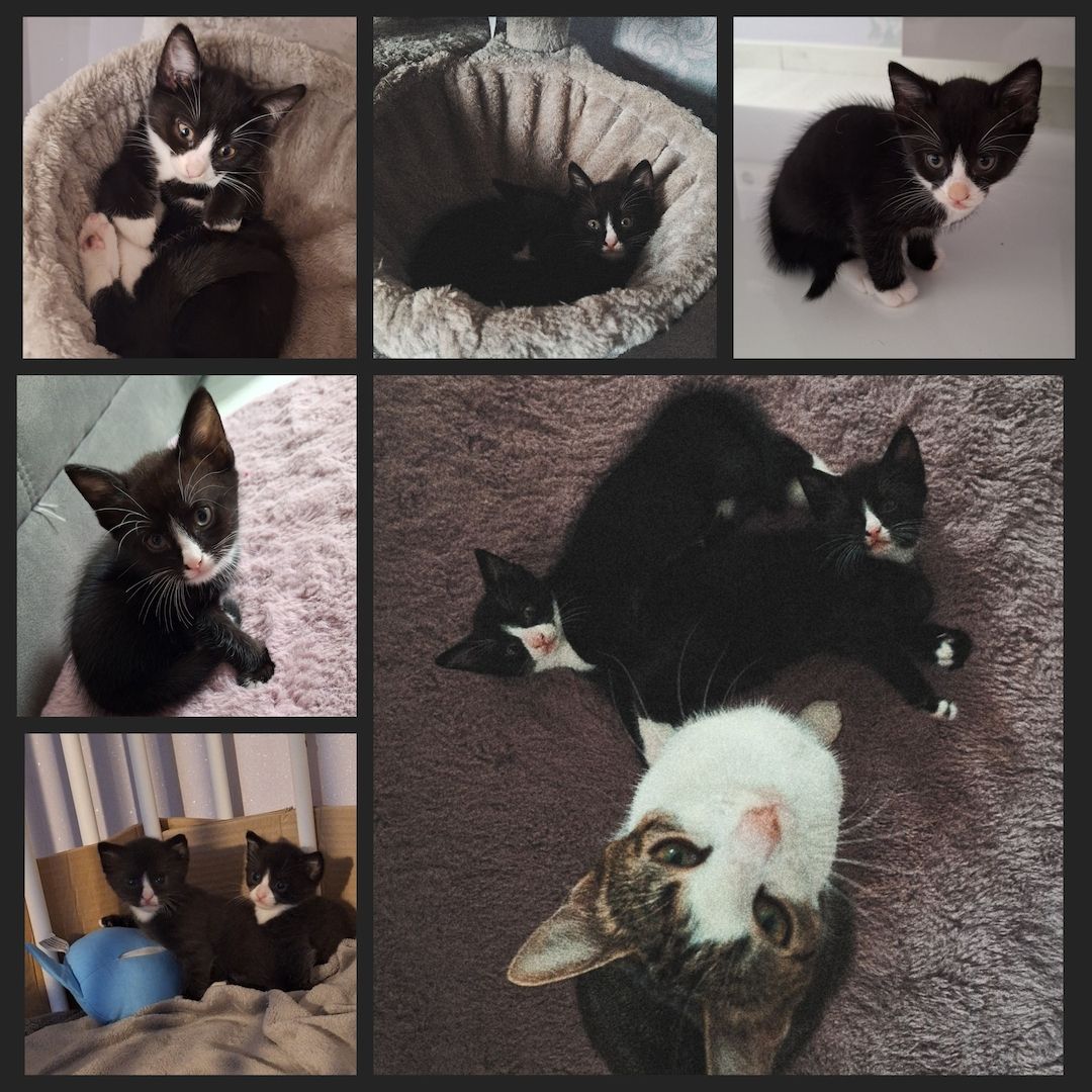 Katzenbabys zu verkaufen