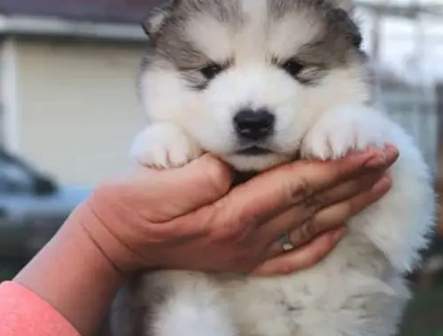 Alaskan Malamute welpen suchen neues Zuhause