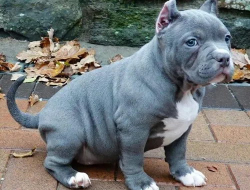 American Blue-Line Pit Bull Terrier Welpen,.