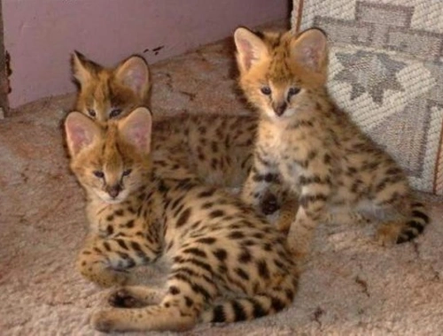 Available Savannah kittens ,,