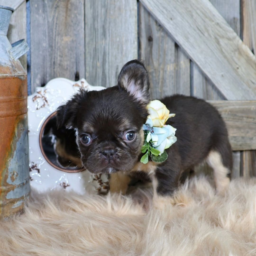 French bulldog puppy for adoption