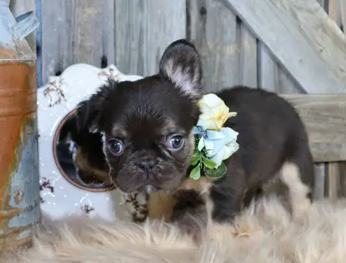 French bulldog puppy for adoption