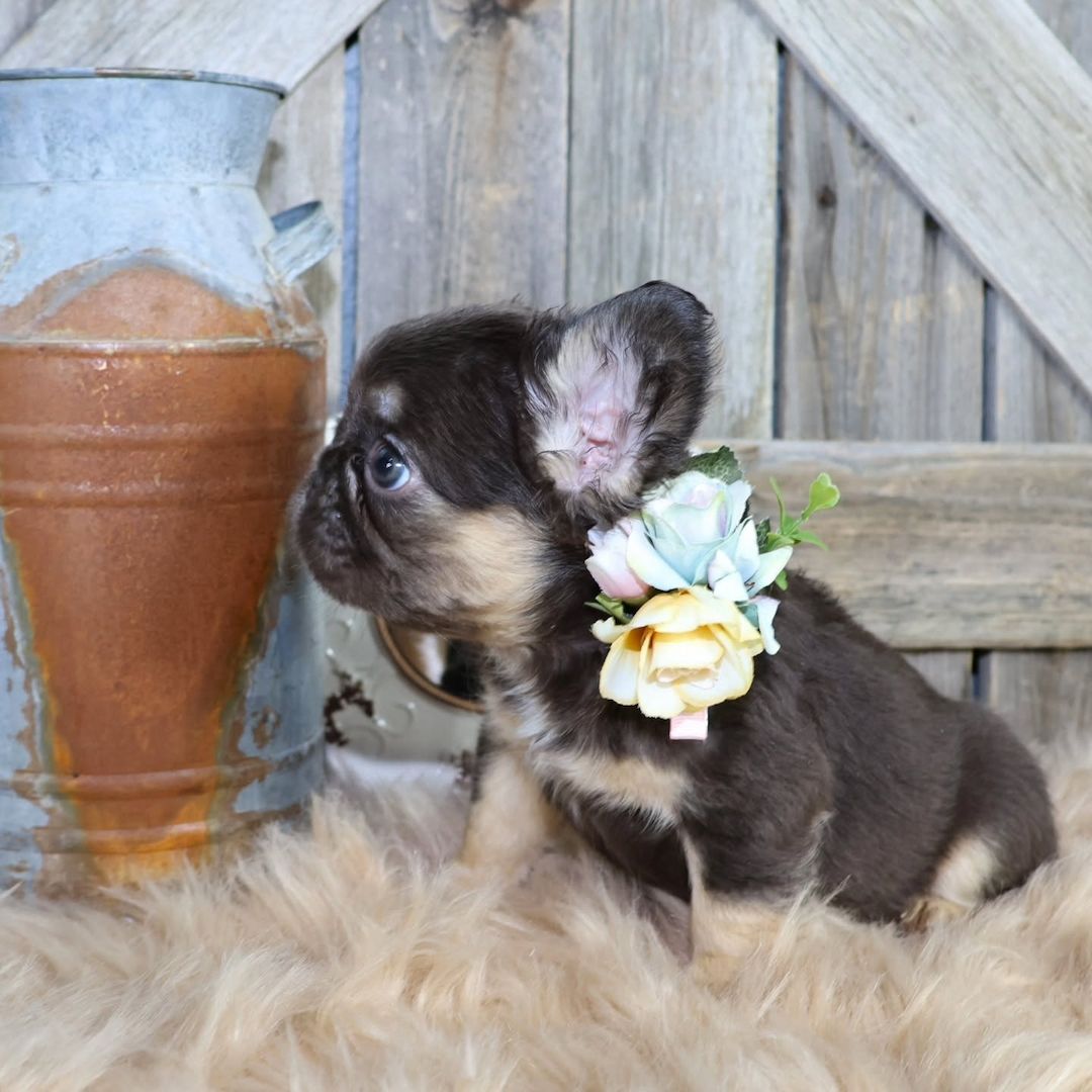 French bulldog puppy for adoption